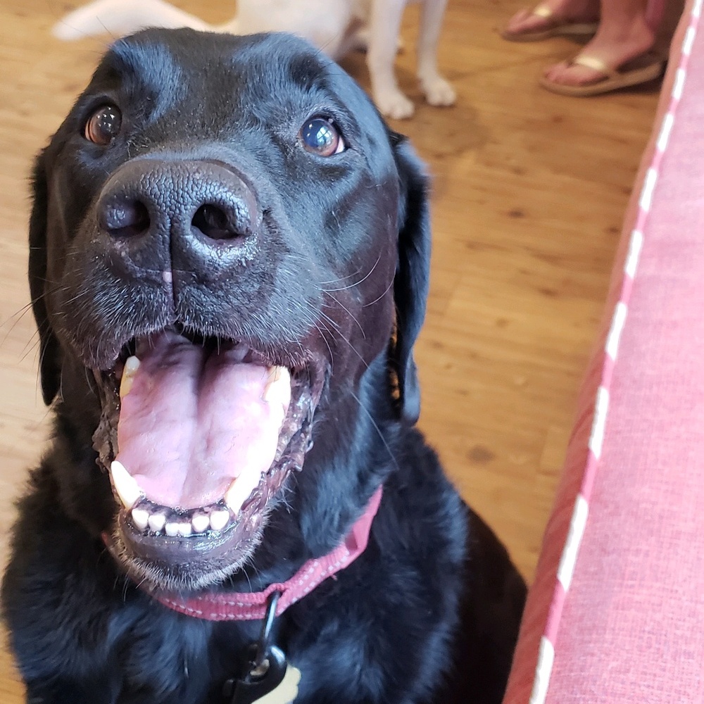 Meet your Posher, Sunny